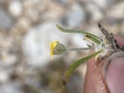 Image of Arizona four-nerve daisy