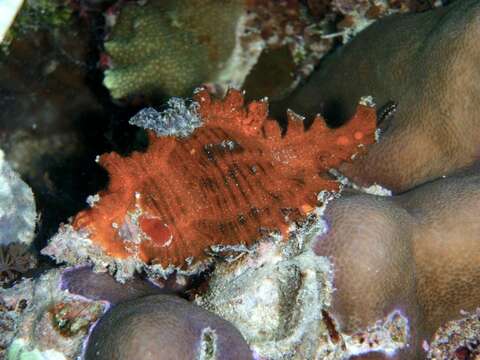 Image of Chicoreus microphyllus (Lamarck 1816)