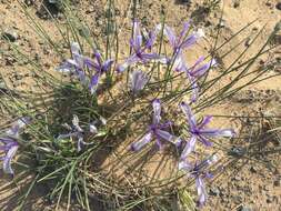 Image of Iris tenuifolia Pall.