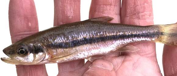 Image of Rosyside Dace