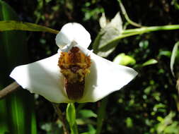 Image of Maxillaria fletcheriana Rolfe