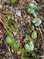 Image of North Fork heartleaf