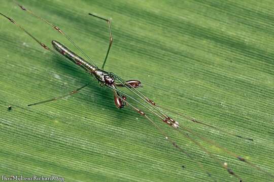 Image of Tetragnatha hasselti Thorell 1890