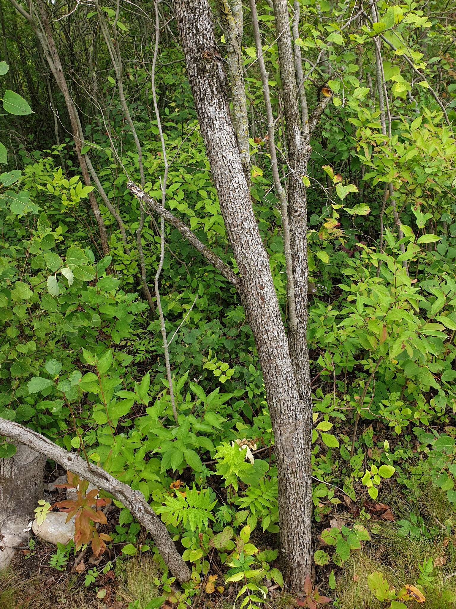 Image of fleshy hawthorn