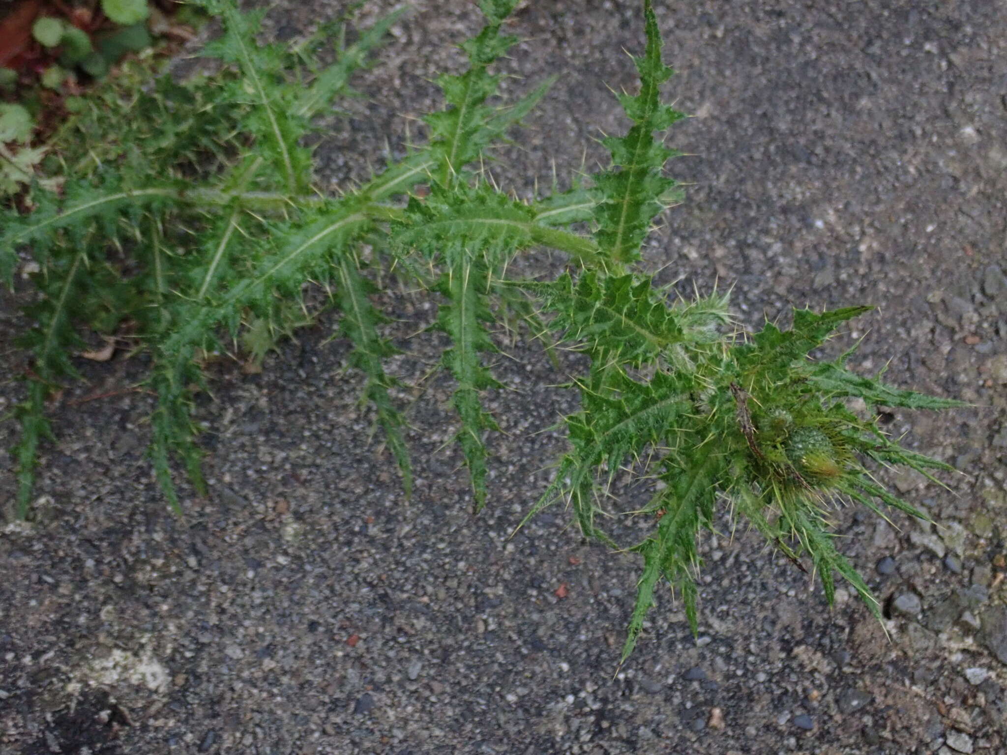 Imagem de Cirsium ferum