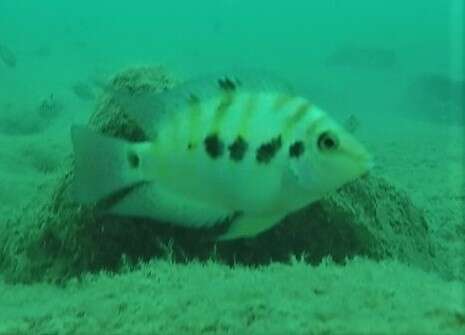 Image of Amatitlán Cichlids