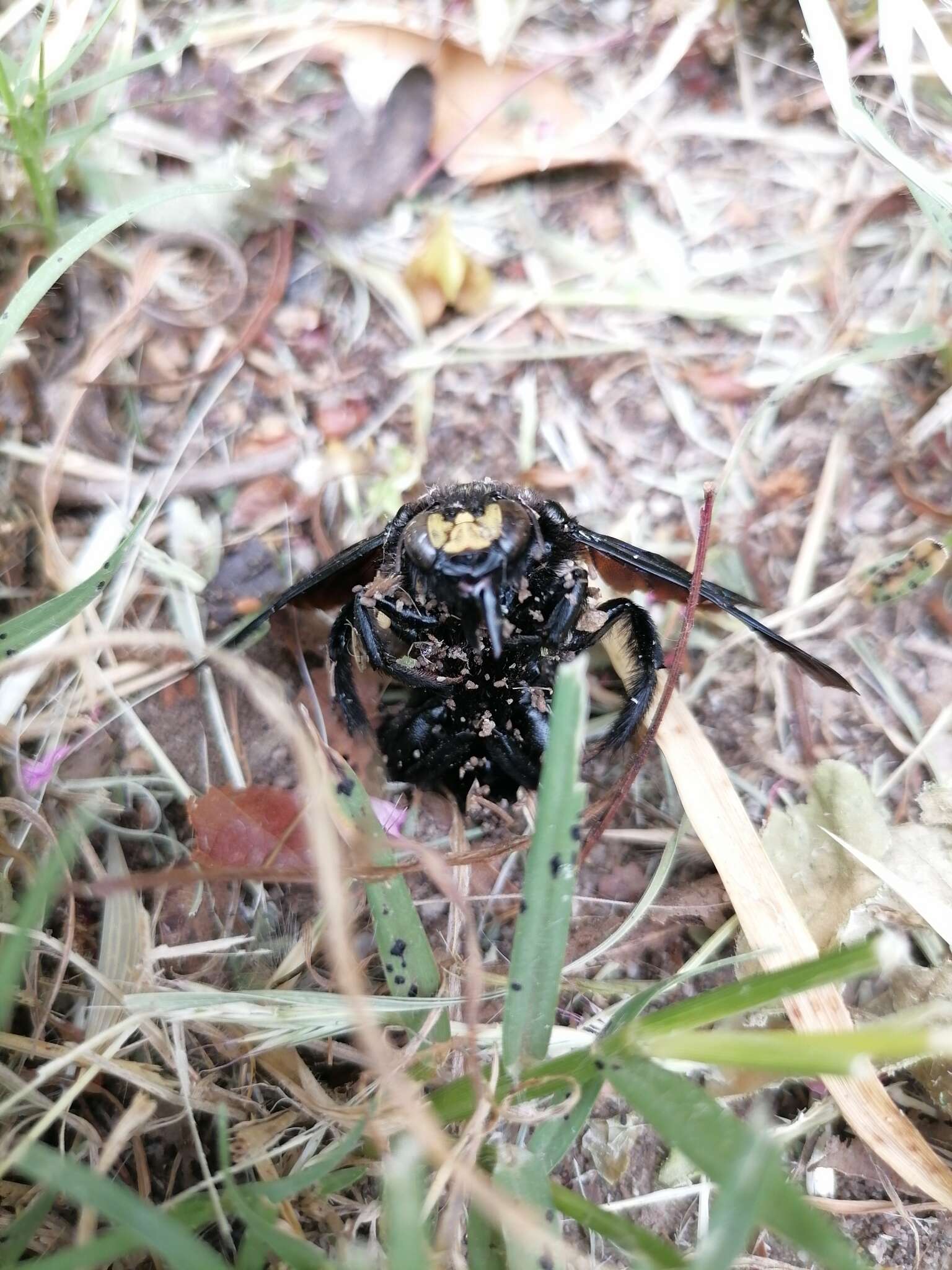 Sivun Xylocopa capitata Smith 1854 kuva