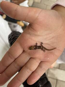 Image of Western Spotted Thick-toed Gecko