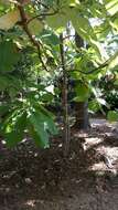 Image of Big-Leaf Magnolia