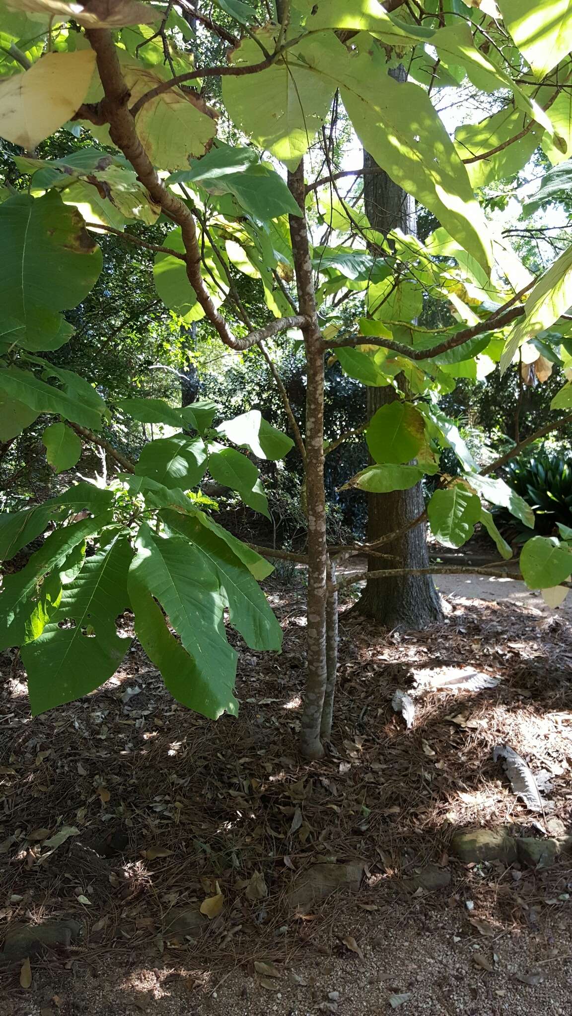 Image of Big-Leaf Magnolia