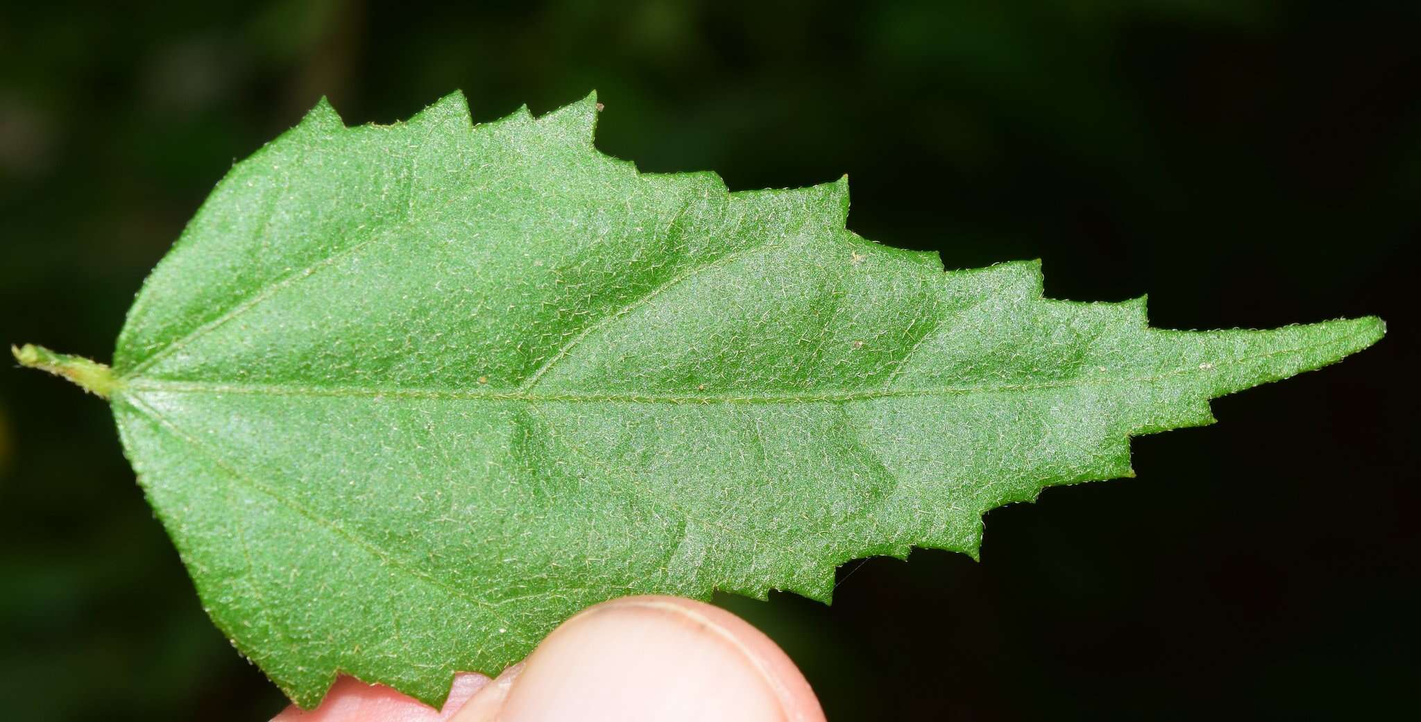 Image of Hibiscus colimensis P. A. Fryxell