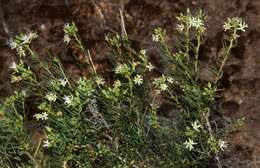 صورة Lepidium leptopetalum (F. Muell.) F. Muell.