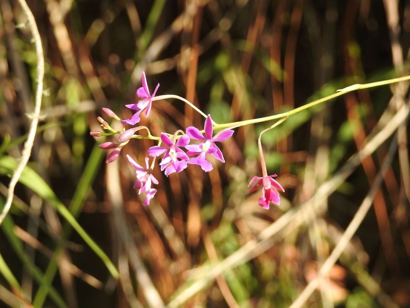 Image of Epidendrum macdougallii (Hágsater) Hágsater