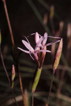 Image of Carphochaete wislizenii A. Gray