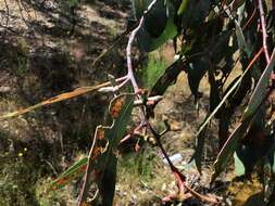 Image of Eucalyptus nortonii (Blakely) L. A. S. Johnson