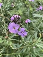 Image of Erysimum linifolium (Pers.) J. Gay