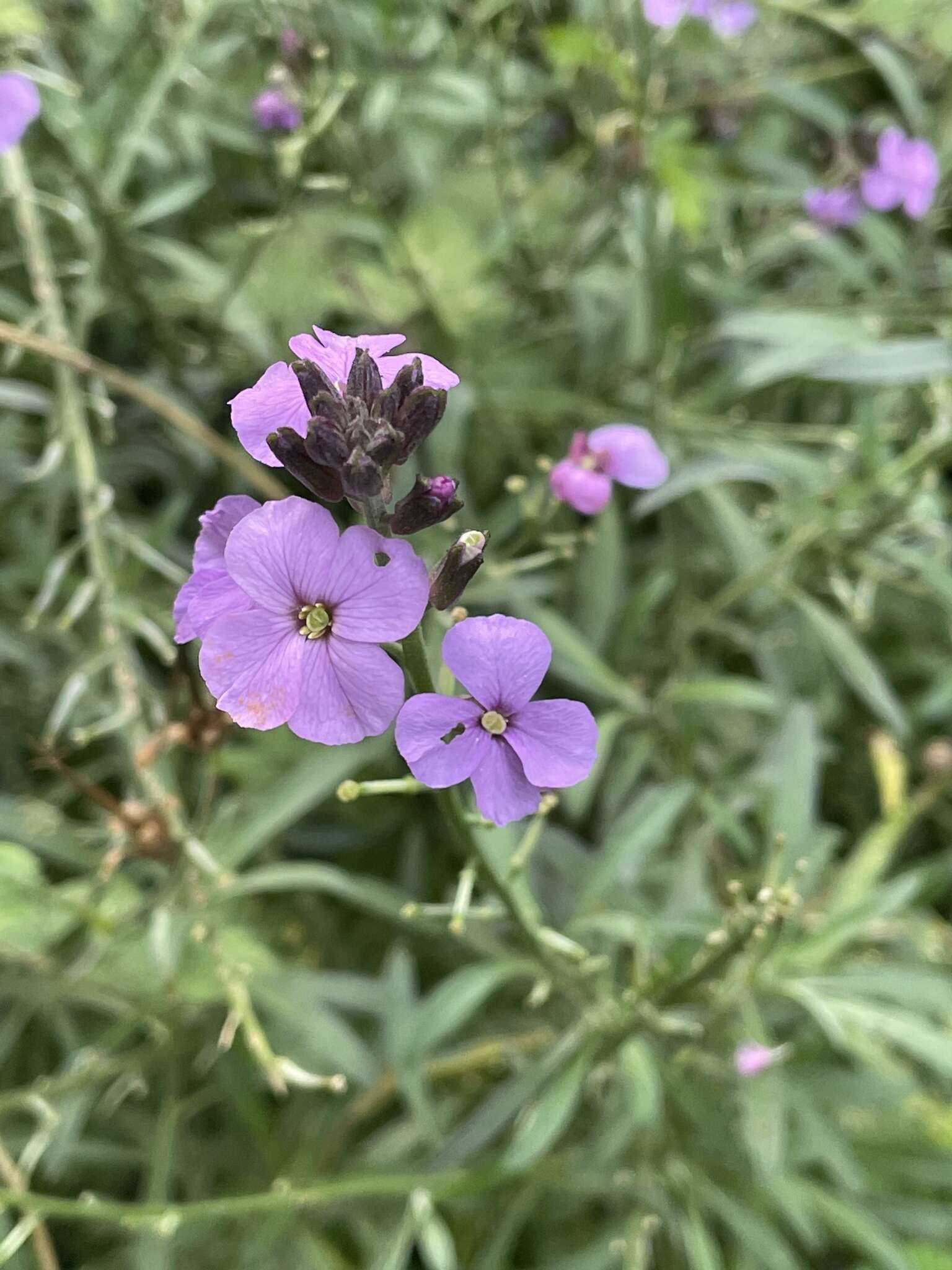 Image of Erysimum linifolium (Pers.) J. Gay