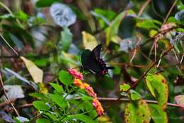 Sivun Papilio paris Linnaeus 1758 kuva