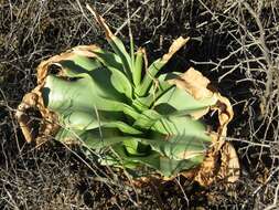 Image de Crinum buphanoides Welw. ex Baker