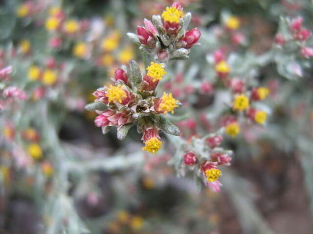 Image of Helichrysum asperum var. albidulum (DC.) Hilliard