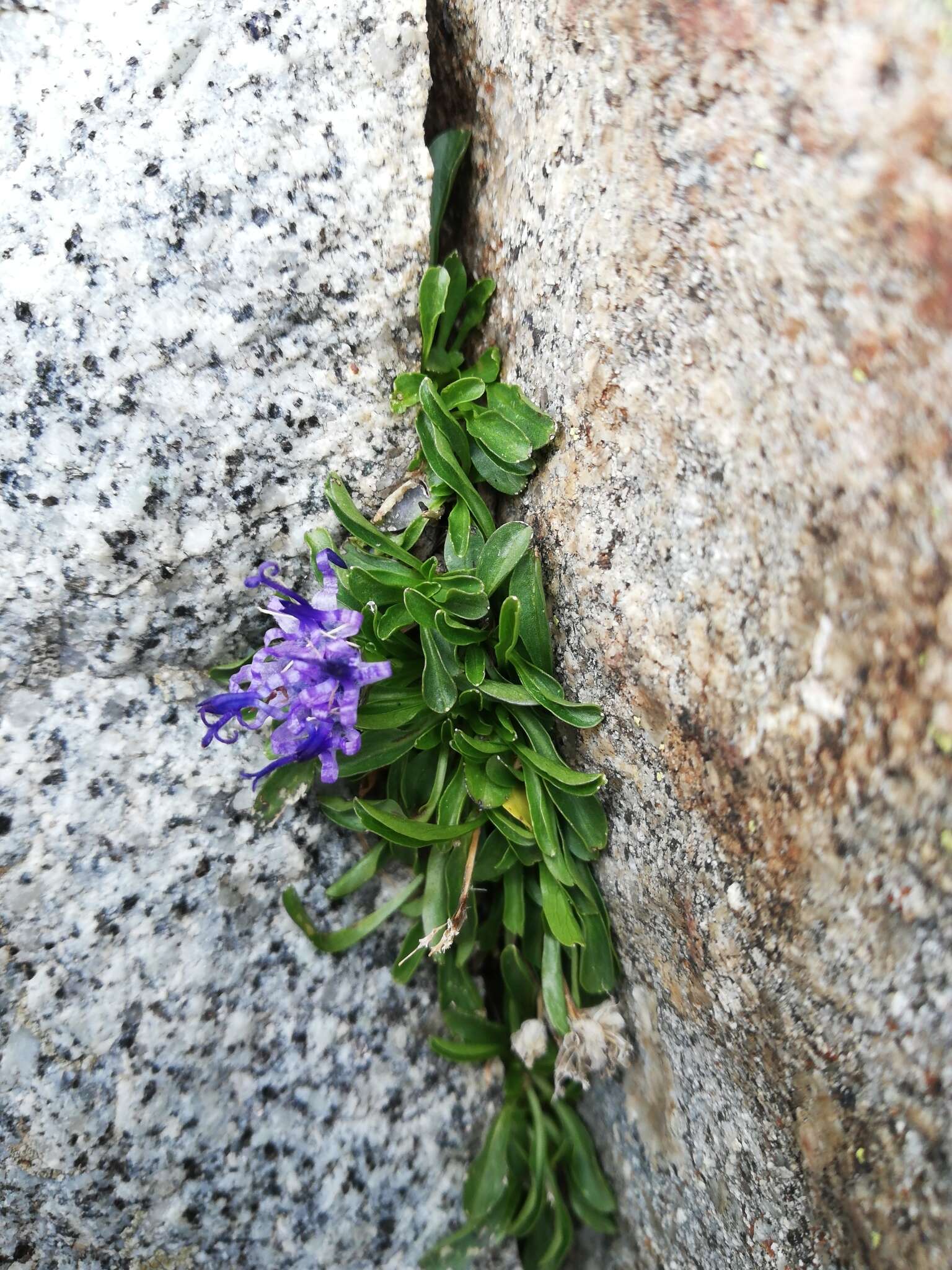 Sivun Phyteuma globulariifolium Sternb. & Hoppe kuva