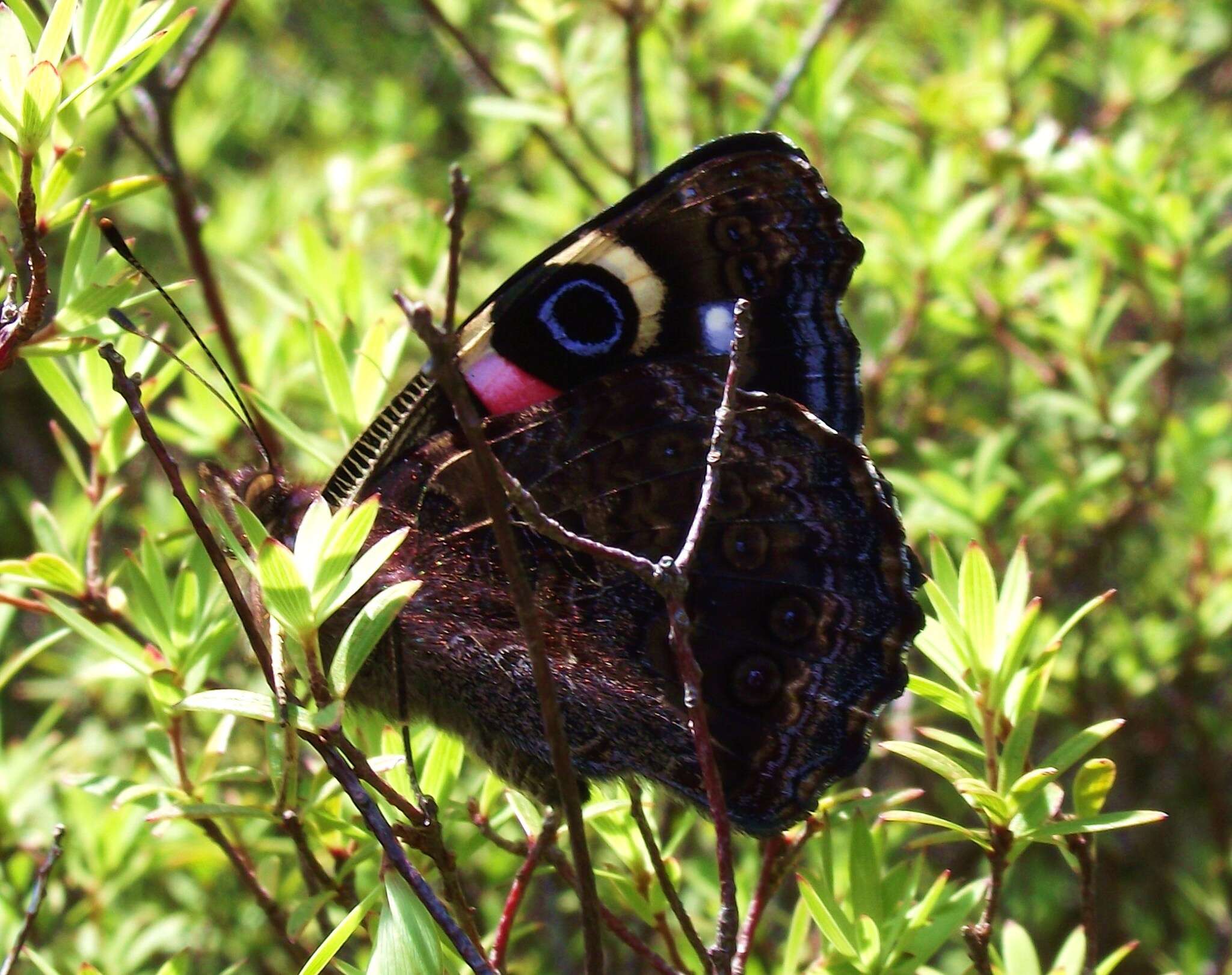 Image of Vanessa gonerilla (Fabricius 1775)