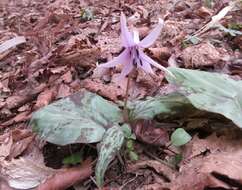 Image of Erythronium japonicum Decne.