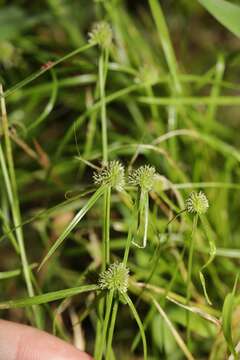 صورة Cyperus hortensis (Salzm. ex Steud.) Dorr