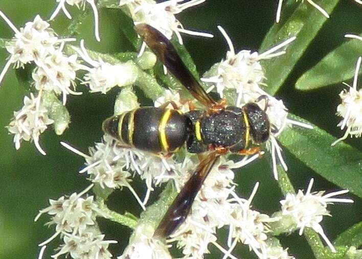 Euodynerus hidalgo boreoorientalis (Bequaert 1937)的圖片