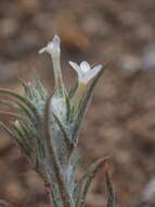 Image of Eriastrum brandegeae Mason