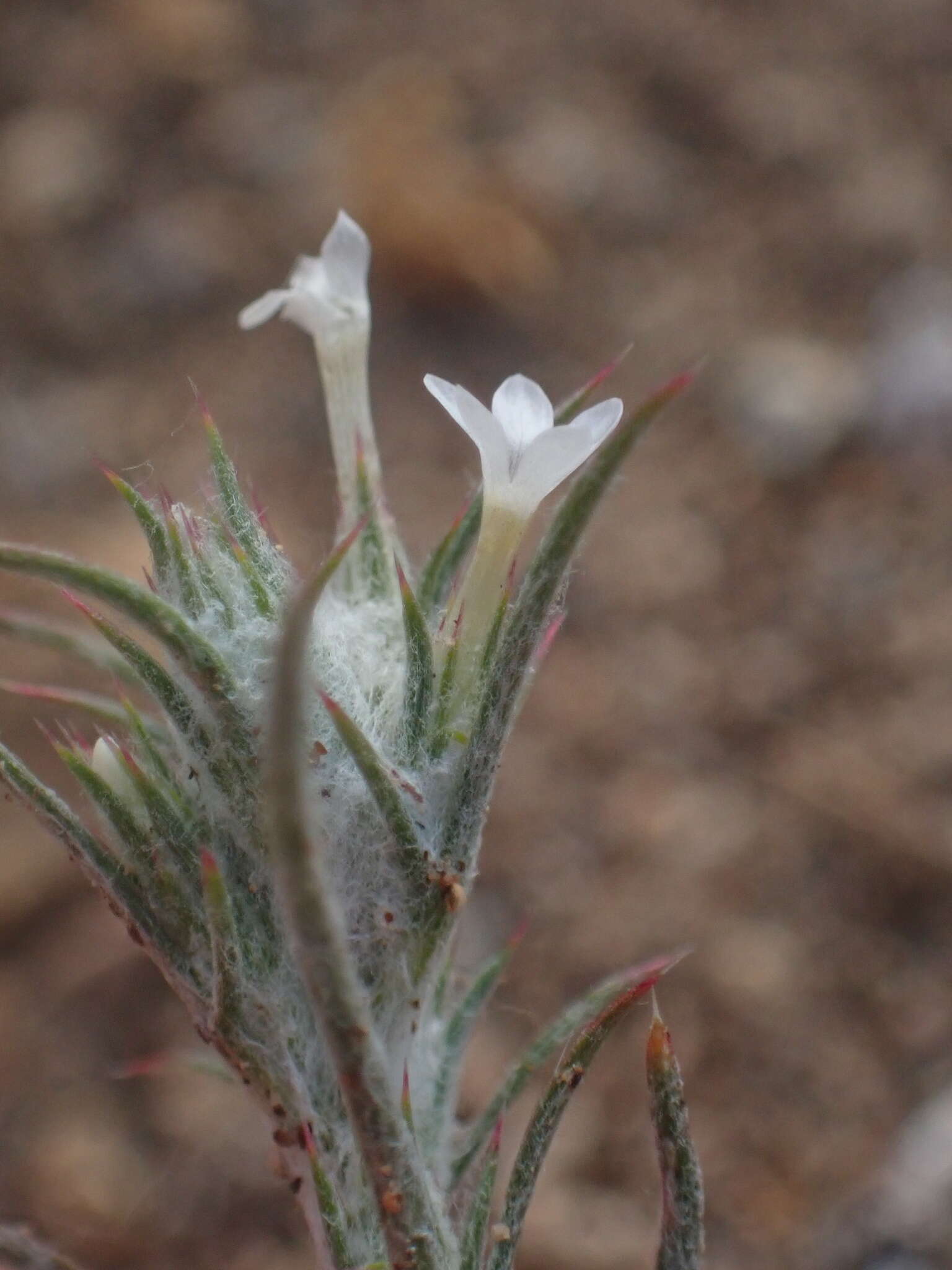 Imagem de Eriastrum brandegeae Mason