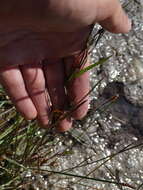 Image of Boreal American-Aster