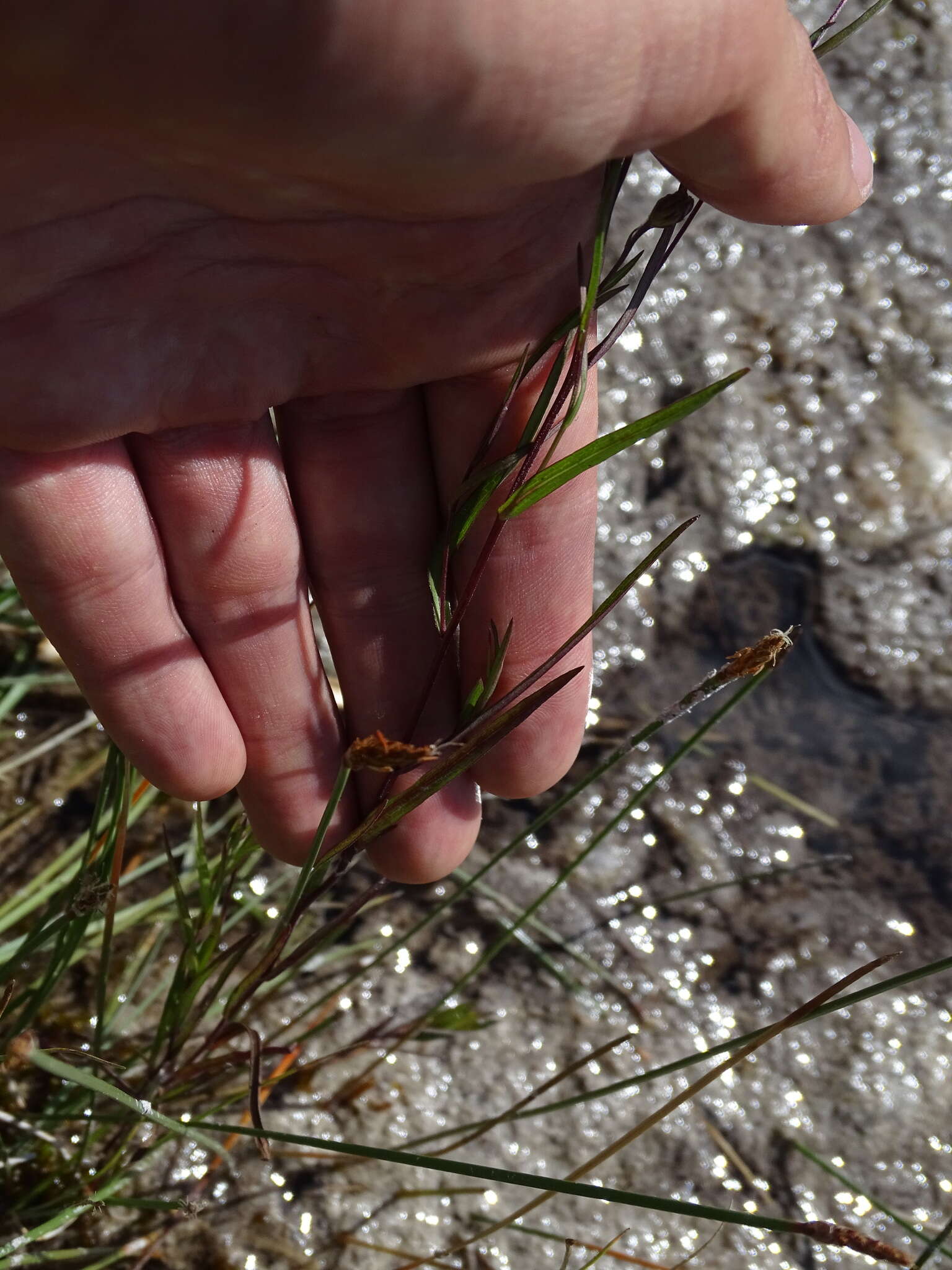 Plancia ëd Symphyotrichum boreale (Torr. & A. Gray) A. Löve & D. Löve