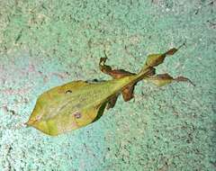 Image of Seychelles leaf insect