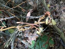 Image of Erythrorchis altissima (Blume) Blume