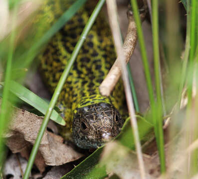 Image of Iberian Emerald Lizard