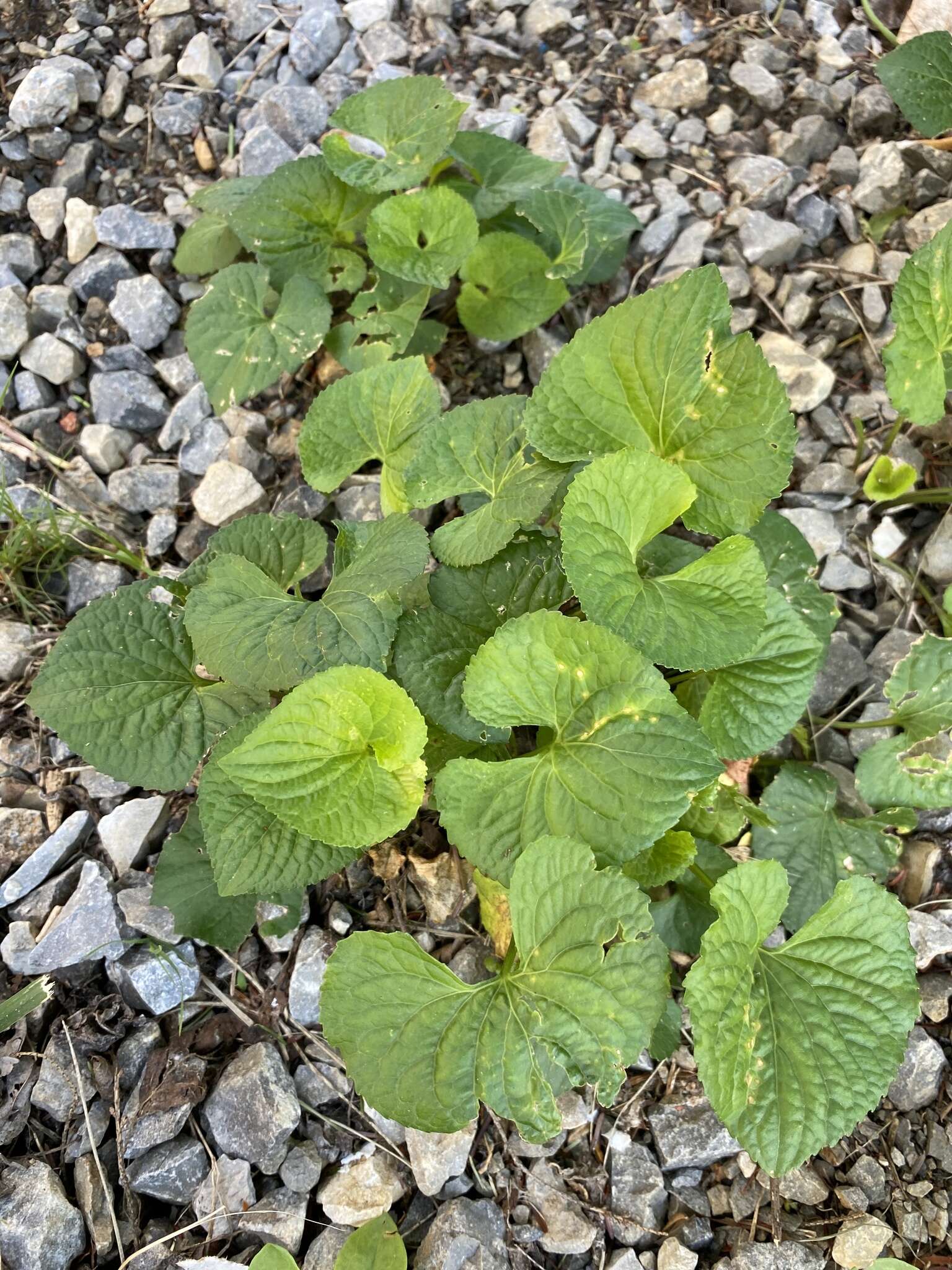 Viola communis Pollard resmi