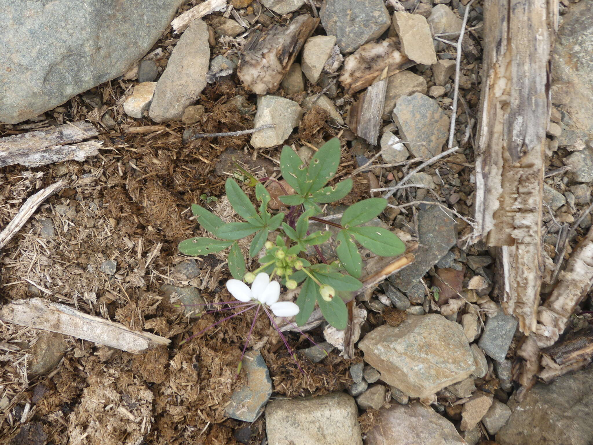 Image of Cleome chilensis DC.