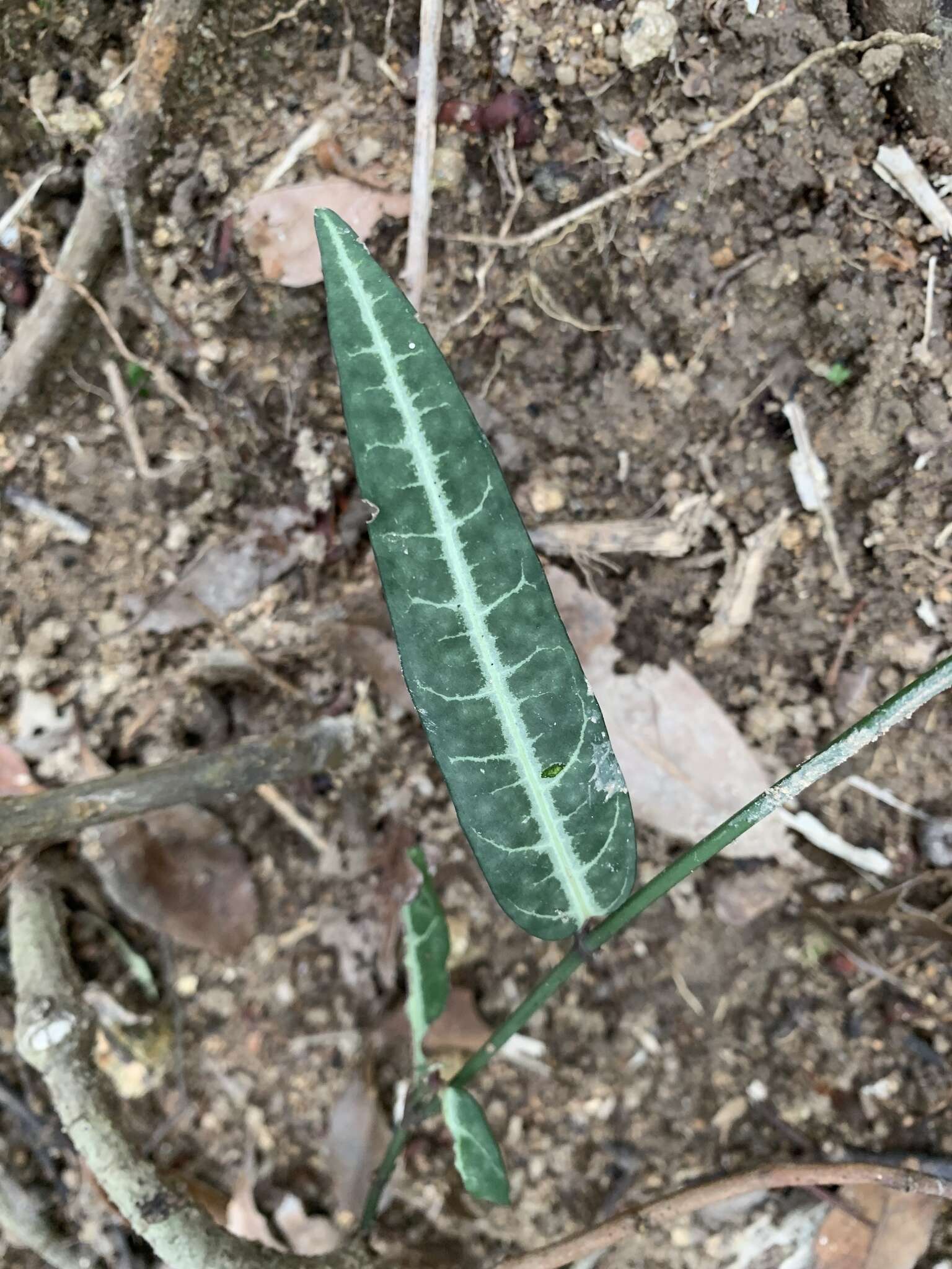 Imagem de Gardneria multiflora Makino