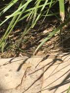 Image of Ibiza Wall Lizard