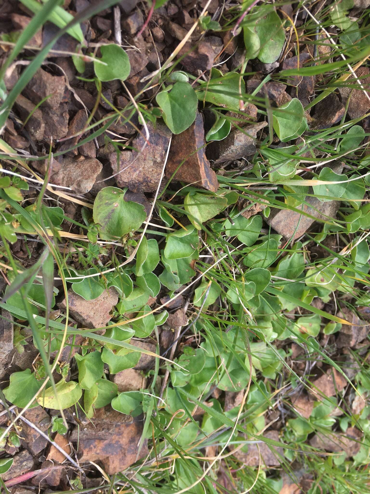 Dichondra donelliana Tharp & M. C. Johnston resmi