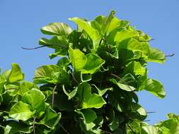 Coccoloba spicata Lundell resmi