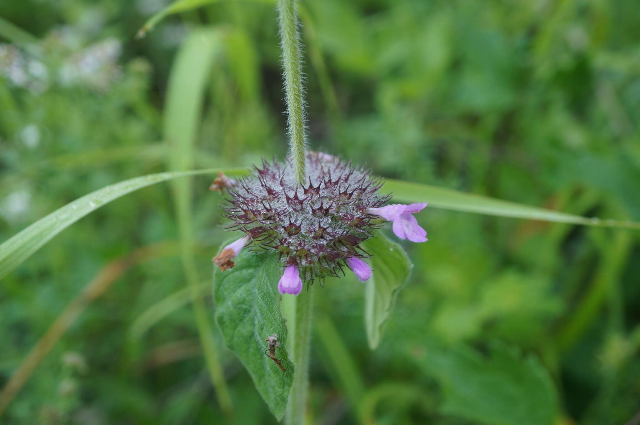 Image of Clinopodium caucasicum Melnikov