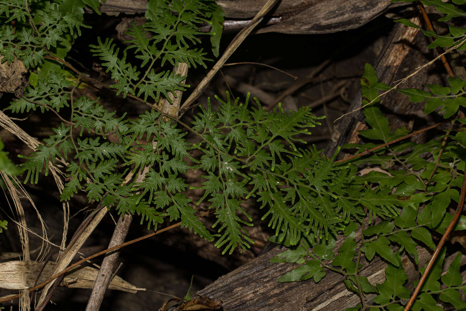 Image of Climbing fern