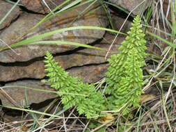 Image of Cheilanthes hirta Sw.