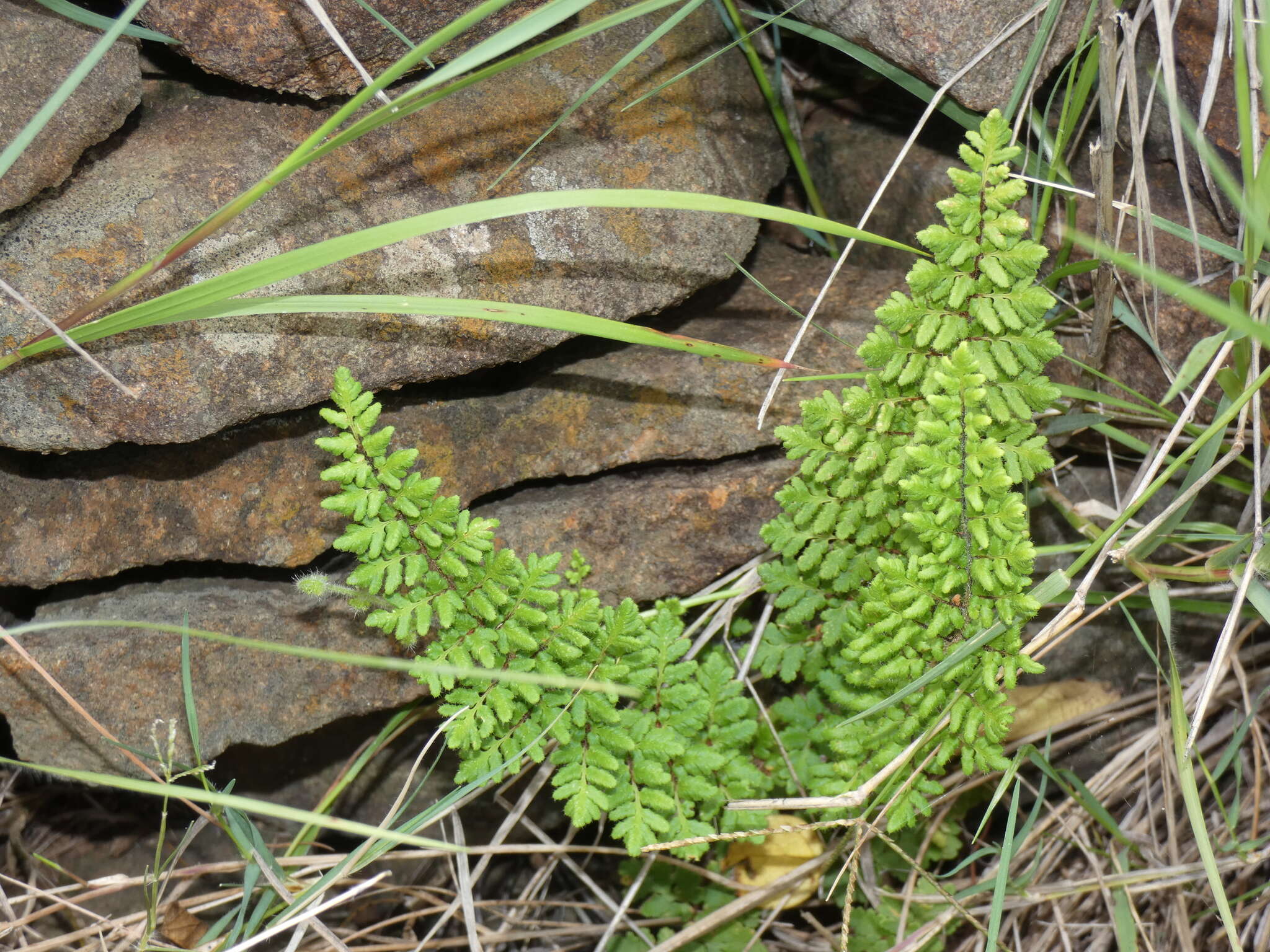 Cheilanthes hirta Sw.的圖片