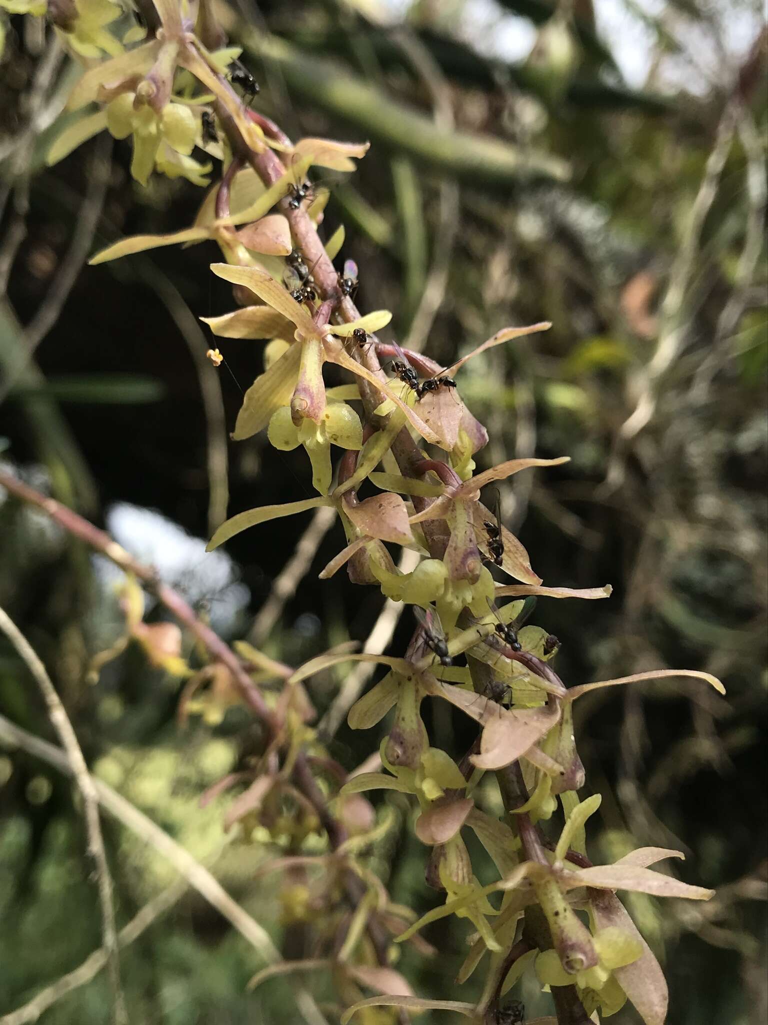 Image of Epidendrum moritzii Rchb. fil.