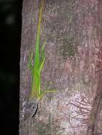 Anolis luciae Garman 1887的圖片