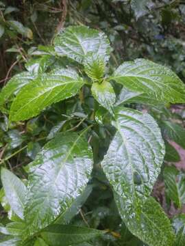 Image of yerba de la pastora