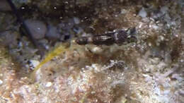 Image of Margarita blenny